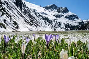 Tyrol: Meadow full of white and purple crocuses, sea of