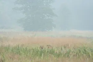 Myth: Meadowfield with trees in mist