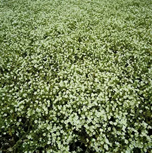 Acid: Meadowfoam crop in full flower