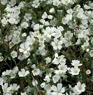 Acid: Meadowfoam (Limnanthes alba) flowering crop