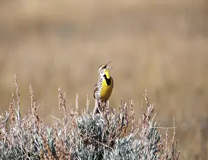 Sturnella: Meadowlark singing