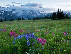 Paintbrushes: Meadows in the evening, with lupines, Magenta Paintbrush