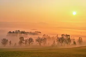 Reusstal: Meadows and trees in early fog, Reusstal, Aristau