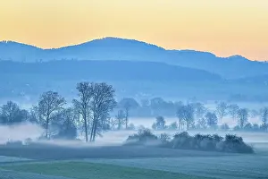 Reusstal: Meadows and trees in early fog, Reusstal, Aristau