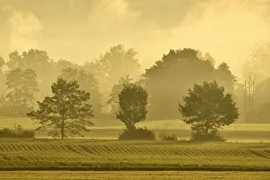Reusstal: Meadows and trees in early fog, Reusstal, Aristau