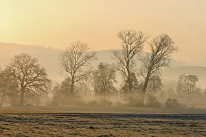 Lights: Meadows and trees in the early morning mist in the light of the rising sun