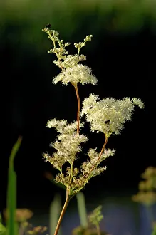 Meadowsweet: Meadowsweet