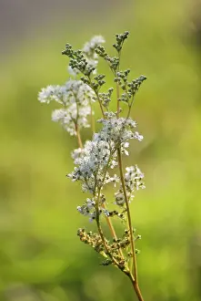 Meadowsweet: Meadowsweet