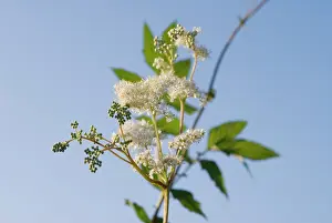 Meadowsweet: Meadowsweet