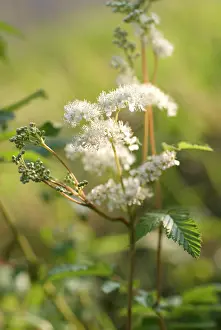 Pride: Meadowsweet
