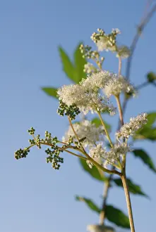 Pride: Meadowsweet