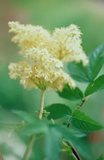 Pride: Meadowsweet
