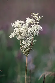 David C Dixon: MEADOWSWEET / FILIPENDULA ULMARI - close up