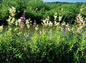 Meadowsweet: MEADOWSWEET, willowherb etc - on canal bankside