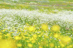 Campion: Meagre meadow, Swiss Pre-Alps
