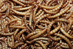 Molitor: Mealworms: freeze-dried tenebrionid beetle larvae
