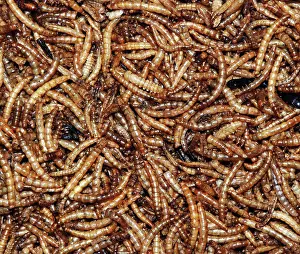 Mealworms: Mealworms; larvae of beetle used as pet food and