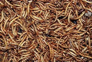 Mealworms: Mealworms; larvae of beetle used as pet food and