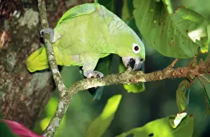 Farinosa: Mealy Amazon Parrot - feeding