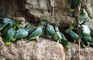 Clay: MEALY AMAZON PARROTS - At a clay lick