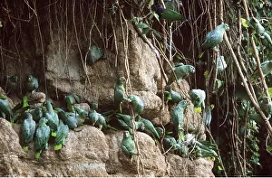 Clay: MEALY AMAZON PARROTS - At a clay lick