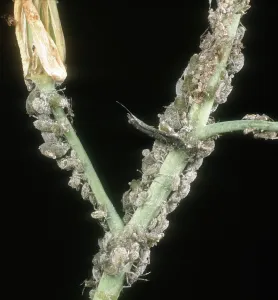 Sucker: Mealy cabbage aphid