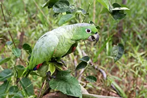 Mealy: Mealy parrot