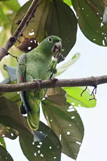 Farinosa: Mealy Parrot