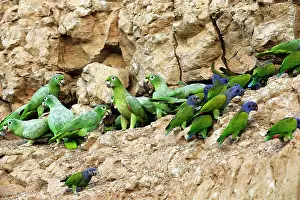Zoopharmacognosy: Mealy Parrot - at clay lick