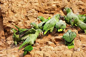 Zoopharmacognosy: Mealy Parrot - at clay lick