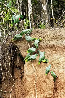 Zoopharmacognosy: Mealy Parrot - at clay lick