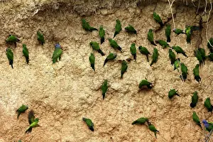 Zoopharmacognosy: Mealy Parrot - at clay lick