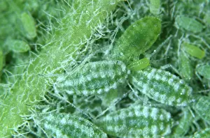 Sucker: Mealy Plum Aphid