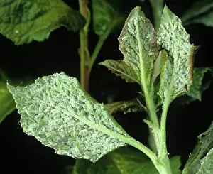 Plum: Mealy plum aphid infestation