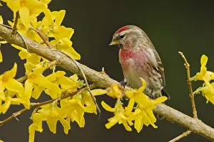 Acanthis: Mealy Redpoll (Acanthis flammea) perched on a f