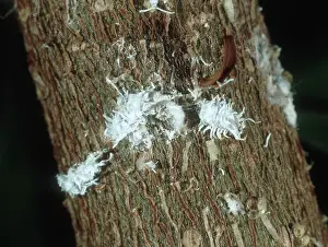Mealybug: Mealybug Destroyer Larva