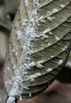 Mealybug: Mealybug - On Guav