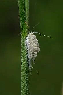 Pseudococcidae: Mealybug - with wax threads on stem - Saba, Bali