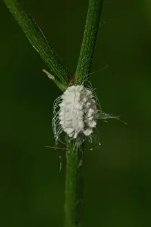 Pseudococcidae: Mealybug - with wax threads on stem - Saba, Bali