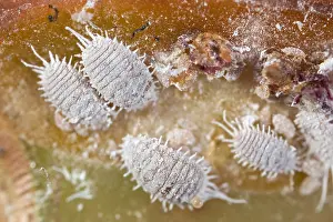 Succulent: Mealybugs and damage on succulent - Norfolk UK
