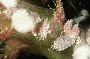 Pseudococcus: Mealybugs on Easter Cactus
