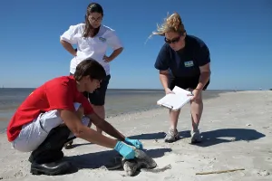 Ridley: Measuring Dead Kemp's Ridley Turtle
