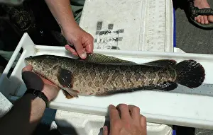 Workers: Measuring a Northern Snakehead