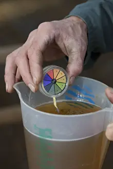 Housing: Measuring the pH of the urine of a cow with strips
