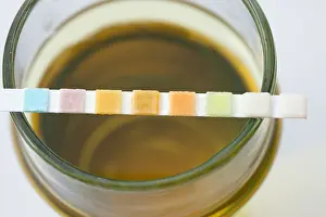 Study: Measuring the pH of the urine of a cow with strips