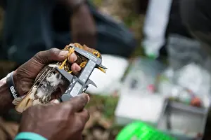Scientist: Measuring tarsus on a Forest Thrush (Turdus lherminieri)