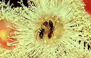 Tyrant: Meat / Tyrant ants - drinking nectar from flower