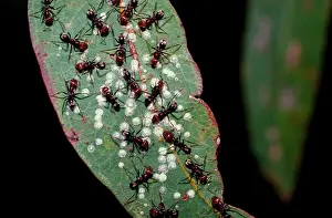 Tyrant: Meat / Tyrant ants - 'milkingI scale insects for