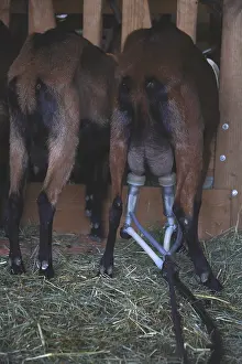 Farmings: Mechanical milking of goats France