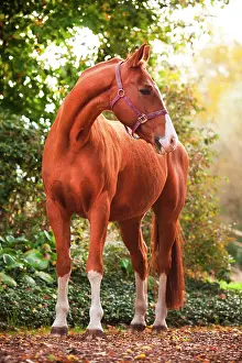 Sorrel: Mecklenburg, sorrel with blaze, gelding with halter